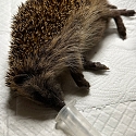 Igel-Notfall? Erste Hilfe & Adressen Igelstationen/ Igelhilfe/ Igelkundige Tierärzte im Dreiländereck F-CH-D