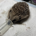 Igel-Notfall? Erste Hilfe & Adressen Igelstationen/ Igelhilfe/ Igelkundige Tierärzte im Dreiländereck F-CH-D