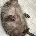 Igel-Notfall? Erste Hilfe & Adressen Igelstationen/ Igelhilfe/ Igelkundige Tierärzte im Dreiländereck F-CH-D
