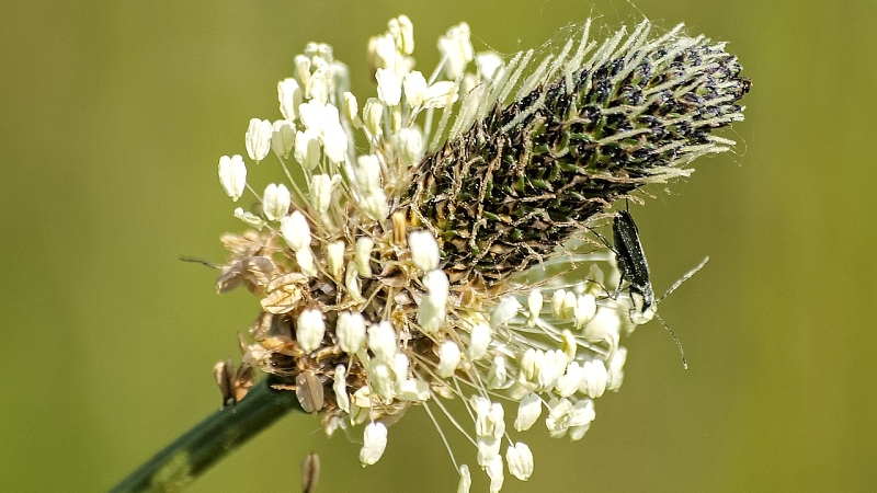 Blüte des Spitzwegerich  - Foto: Kathy Büscher