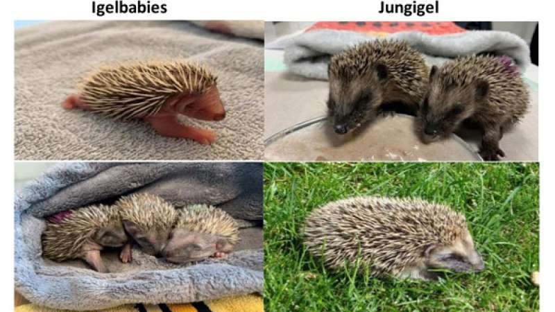 Ich habe Igelbabies oder junge Igel gefunden - wie kann ich helfen?