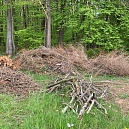 Grosser Totholzhaufen am Waldrand Frühjahr 2021- schon im ersten Sommer haben Ameisen dort ein grosses Nest gebaut