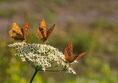 Kaisermantel Schmetterling
