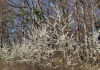 Weißdorn und Schlehen - die reinweissen Frühlingsboten mit vielfältigem Nutzen