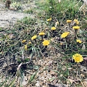 Huflattich (Tussilago farfara) - eine alte Heilpflanze und einer der ersten Frühjahrsblüher