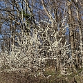 Weißdorn und Schlehen - die reinweissen Frühlingsboten mit vielfältigem Nutzen