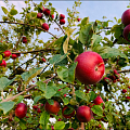 Apfelbaum Streuobst Artenvielfalt alte Apfelsorten