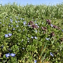 Persische Ehrenpreis (Veronica persica) und Purpurrote Taubnessel (Lamium purpureum) 