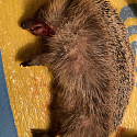 Verkehrsopfer Igel - Überfahrene Tiere sind nicht immer tot - Anhalten und Hinsehen kann Leben retten!