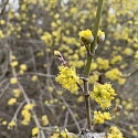 Blüte Cornus mas - wertvoll im Frühling für Insekten