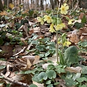Hohe Schlüsselblume oder Wald-Schlüsselblume (Primula elatior) 