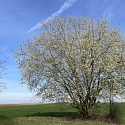 Blühende Salweide Salix caprea